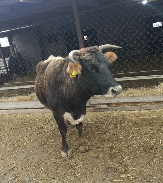 Крупно богатый скот.Корова