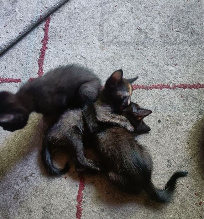 Отдам котёнка в добрые руки