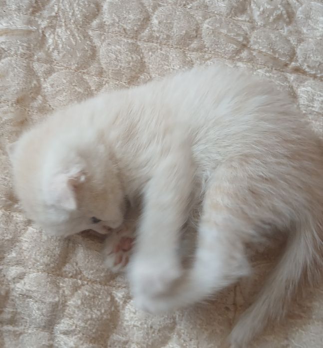 Котята вислоухие, британские