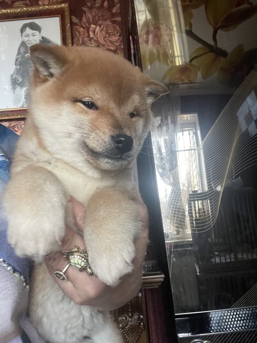 Японские сибочки