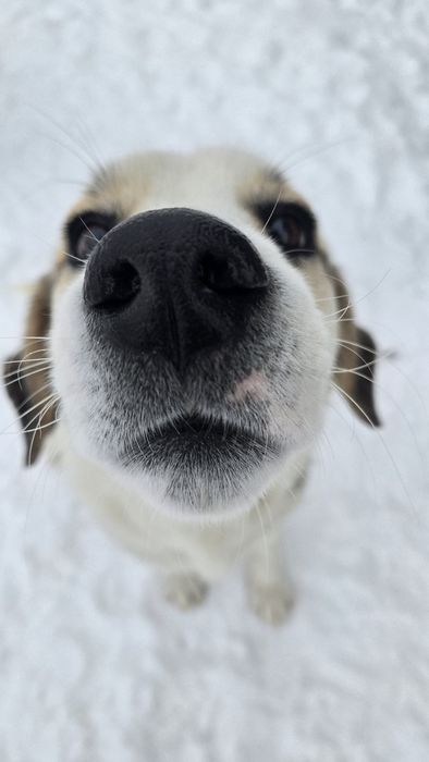 Cățel/Cățeii spre adopție