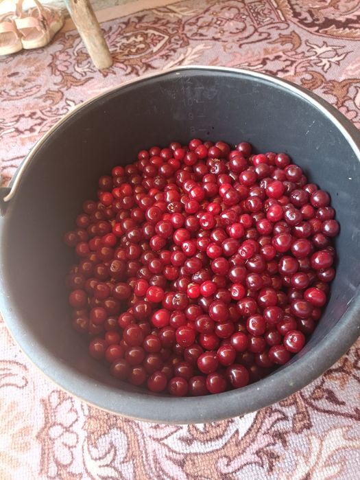 Продам вишню 1 литр 800 тенге