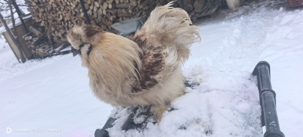 Matase japoneză 1+1 sau cocoși