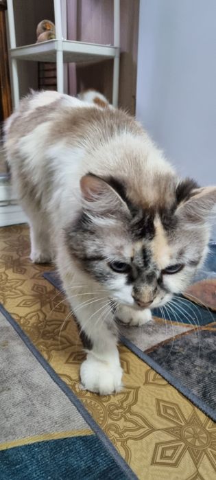 Отдадим котят девочек в добрые руки