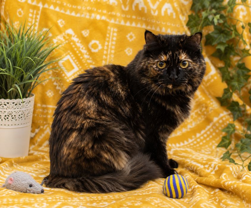 Lady Fluffy/4,5г/стерил/привита.