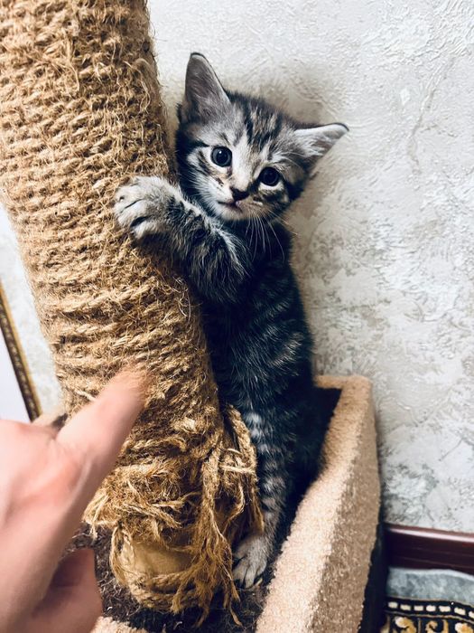 Котята домашние,ласковые