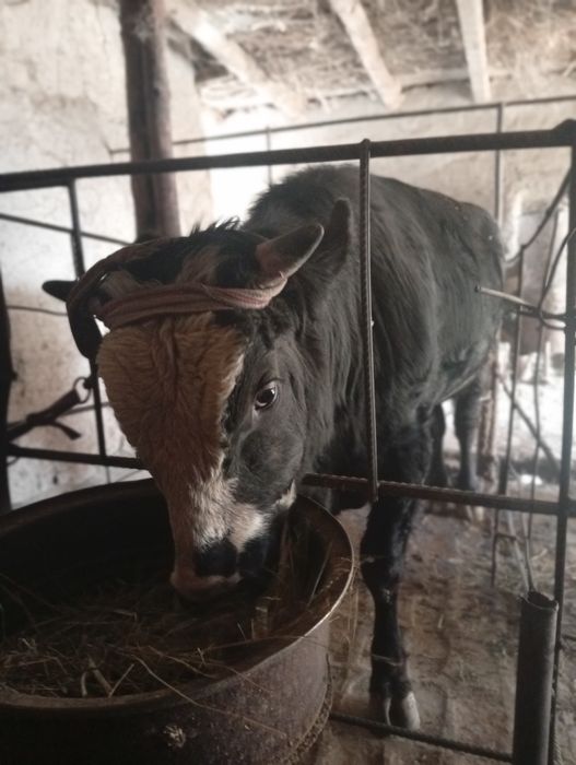 Yaxshi buqa sotiladi