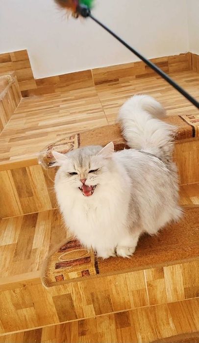 British longhair fetita pedigree din ambii parinti Campioni Mondiali