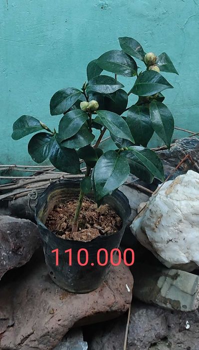 Камелии разные продам