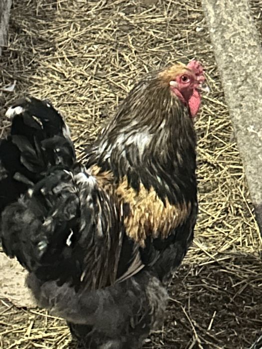 Домашние яйца, домашнее яйцо