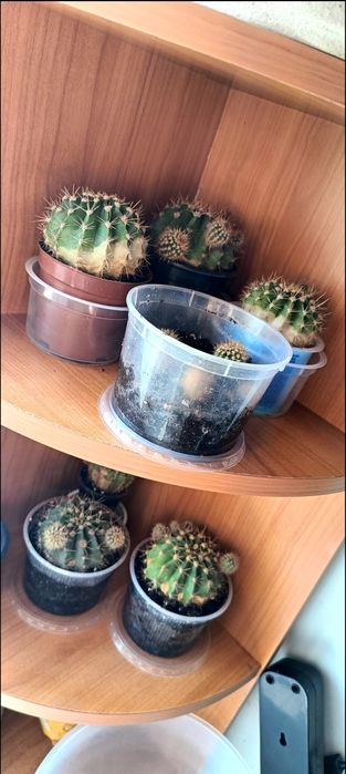 Продам кактусы круглые