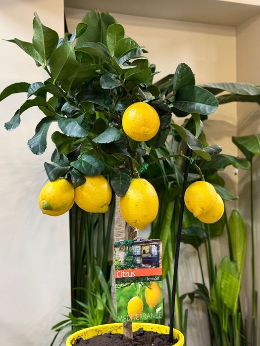 Лимон. Каламондин. Кумкват.