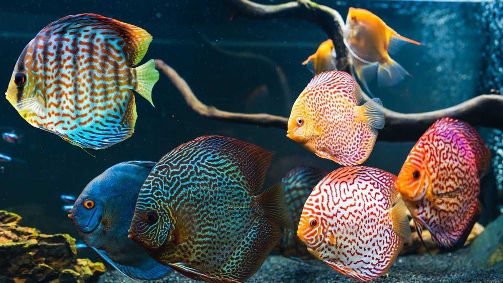 Аквариумная рыбка "Дискус"