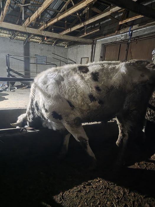 Продам бычка возраст 2 года