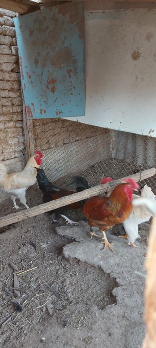 Хурозлар сотилади