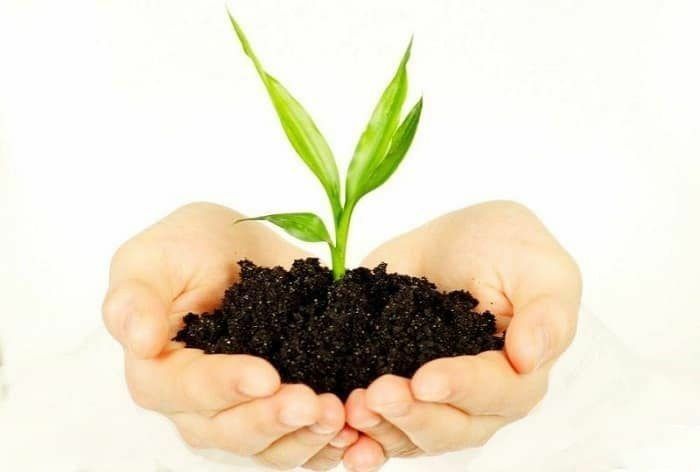 Biogumus elangan 0.5m da