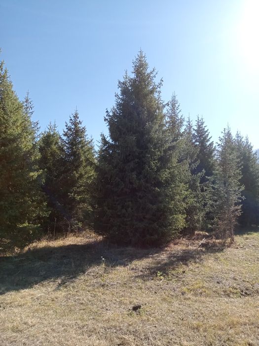 Ёлки, таньшаньские,европейские, сибирские