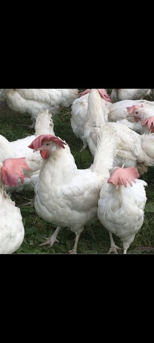 Продаются куры несушки