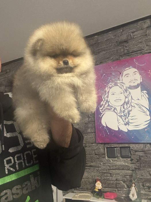 Померан мини померанче