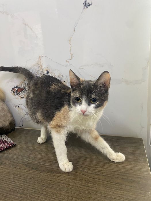 Кошечка в добрые руки