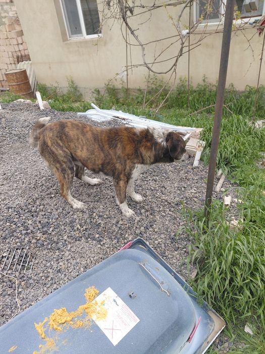 Собака хорошие руки.