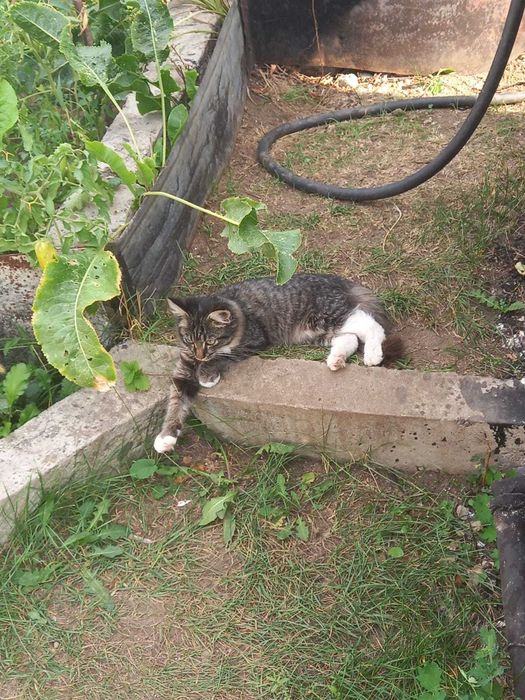 Отдам котенка в добрые руки