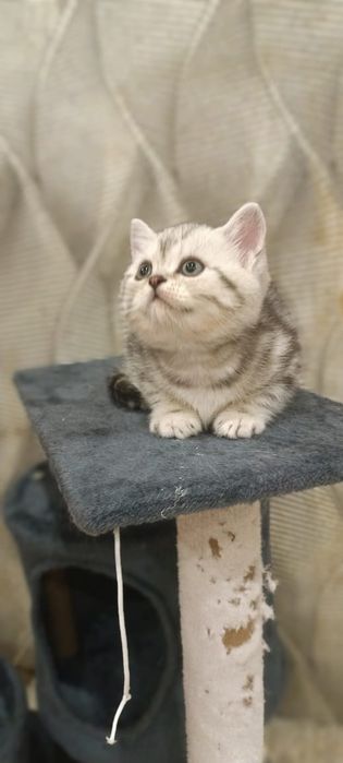 Котята шотландци