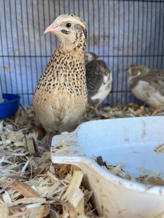 Дошнее яйцо перепелок