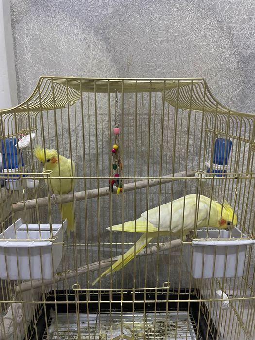 Попугаи Кореллы, две пары, забавные