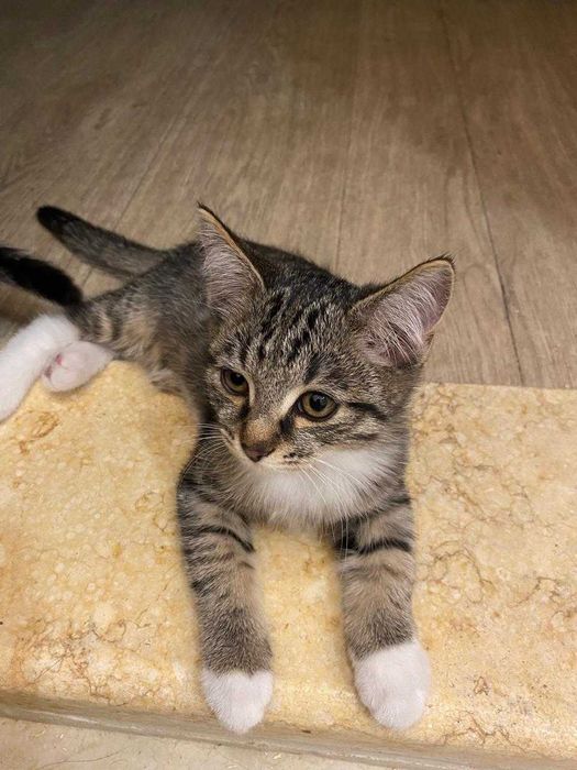 Котята. Отдам в добрые руки.