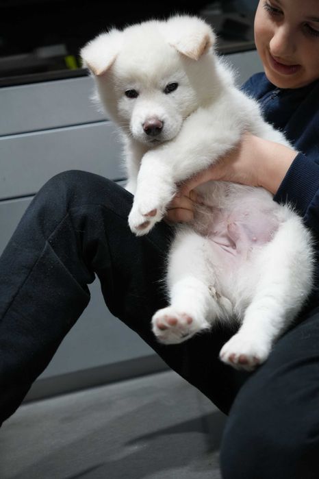 Akita Inu Japonez