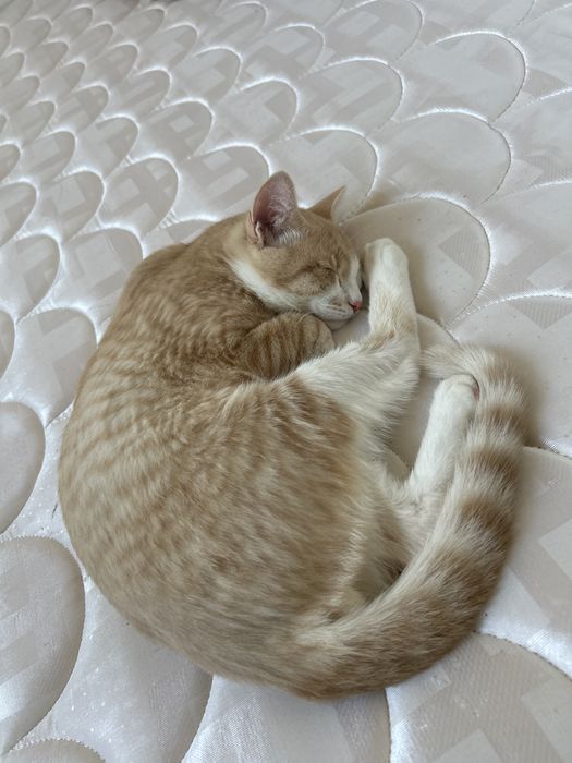 кошка бесплатно с вещами отдам