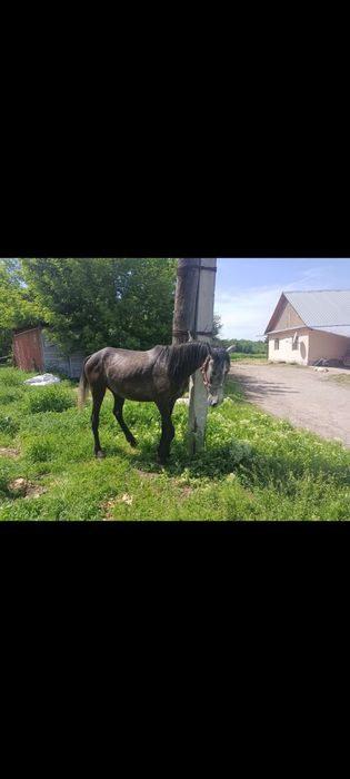 Кунажын байтал сатылады