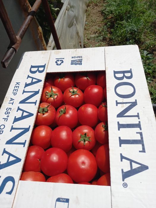 Vând rasaduri tomate,ardei,castraveti din samanta certificata.,dovlecei,vinete