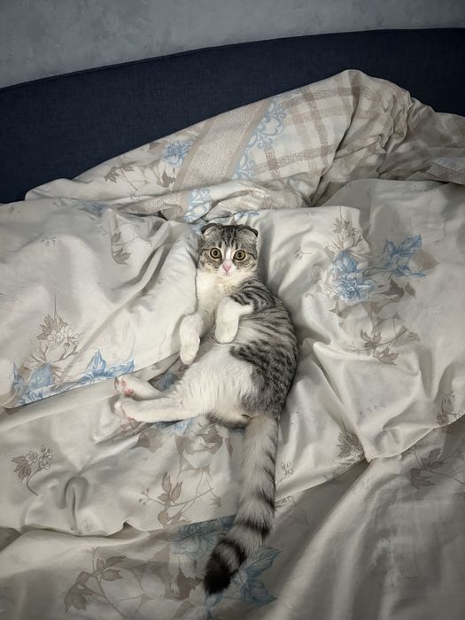 Продам котенка Шотландская Вислоухая