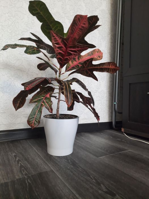 Продам цветок Кротон