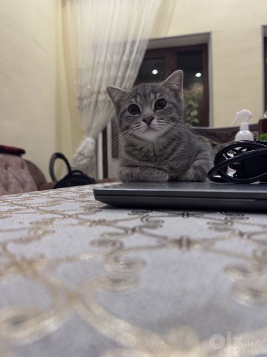 Продаются котята