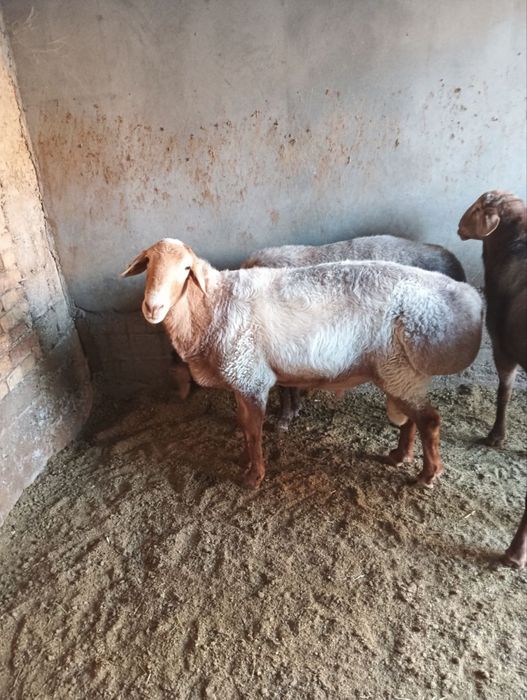 Qirg'iz zot Qo'cqorla sotiladi urug'likka