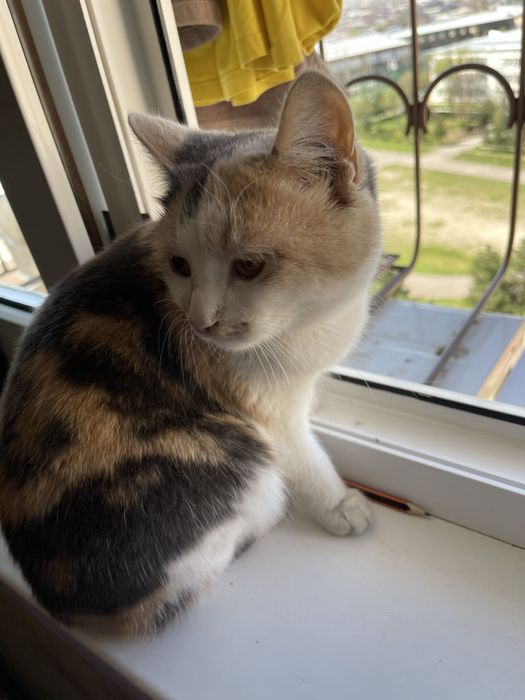 Turetskiy van yoshga tolmagan