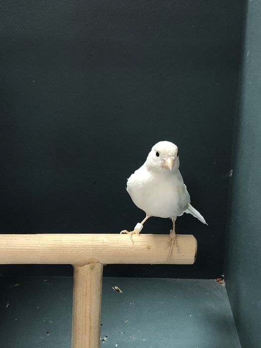 Канарейка (кенар) самец