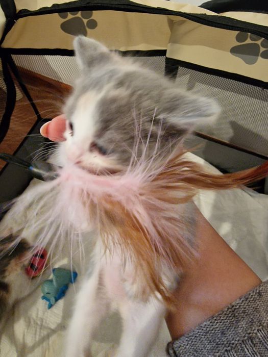 Отдам котят в добрые руки