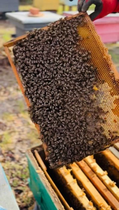 Familii de albine de vânzare – stupi cu albine, colonii puternice