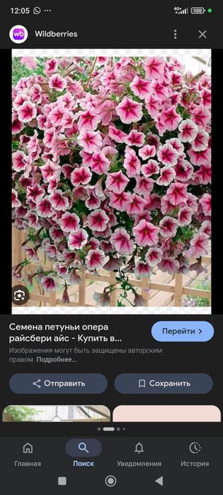 Петунья сорт опера