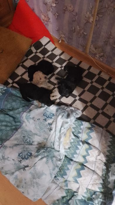 Продам щенков пуделя