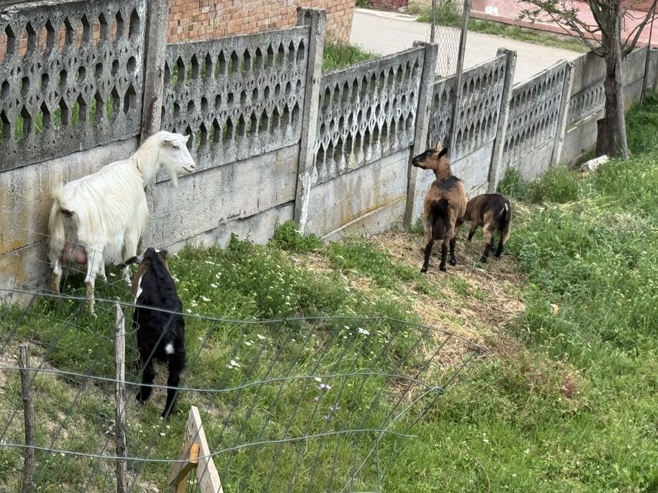 Vand capre plus iezi