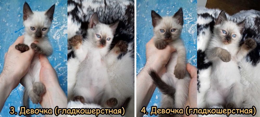 Тайские (сиамские) котята. 2 месяца. Гипоаллергенные