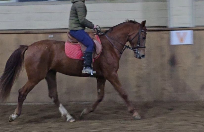 Кобыла для спорта, лошадь