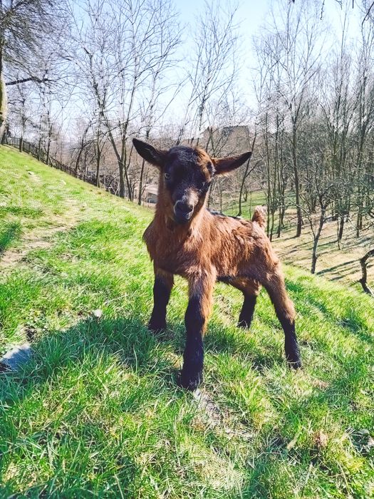 Vând țapisor alpina franceza
