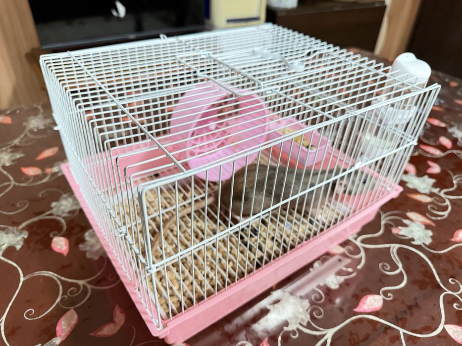 Продам декоративную крысу