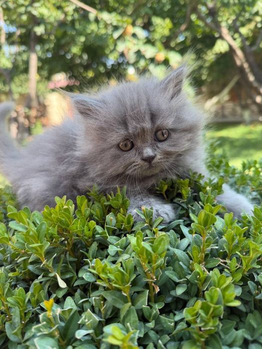 Кошка шиншилла, породистый все , аккуратная
